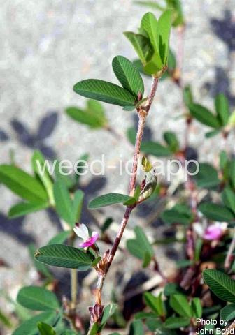 lespedeza, common